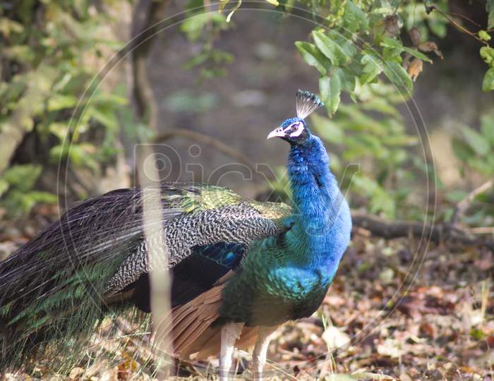 Indian Peacock in Wild