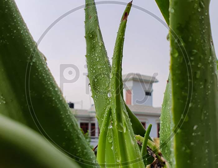 Aloe Vera plant with water droplets