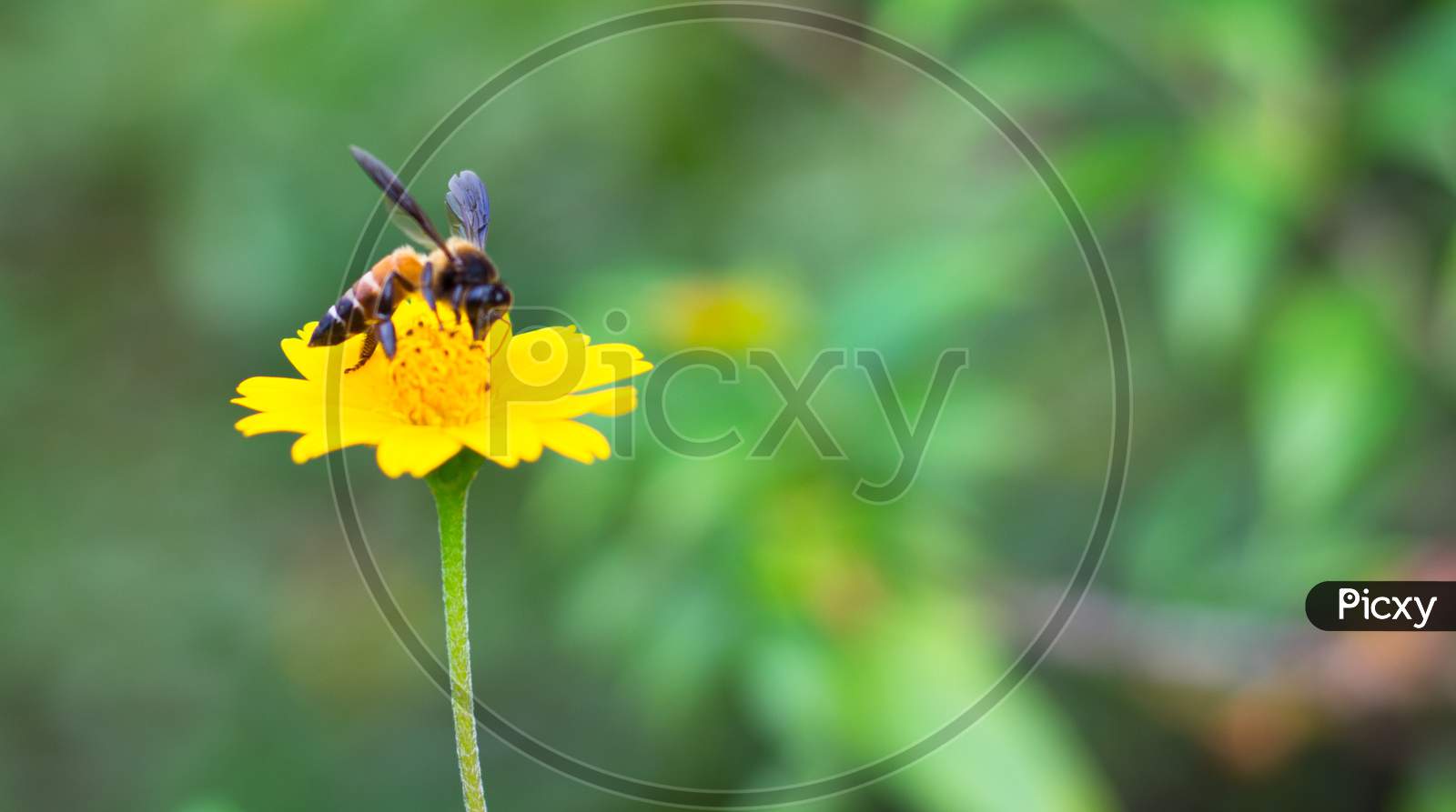 honey bee with yellow flower