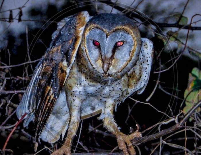 Wild Eastern Barn Owl
