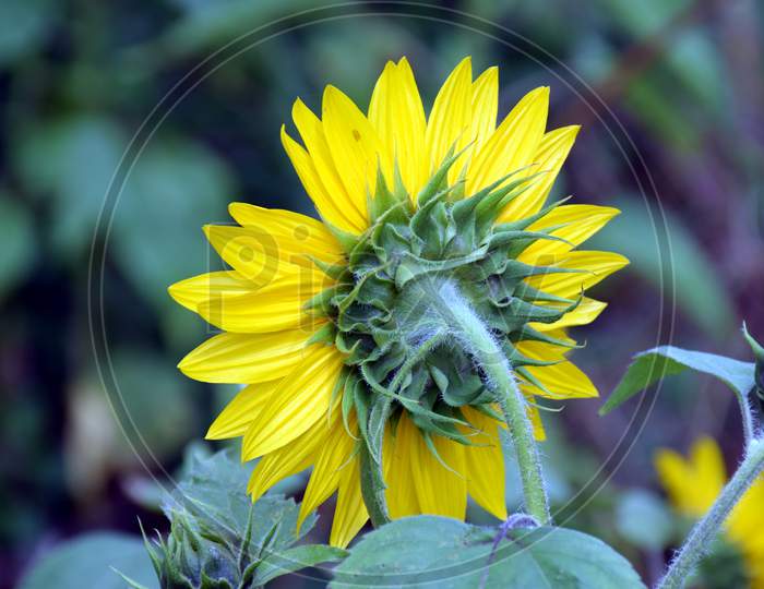 Beautiful Picture Of Sunflower From Back Side In Garden