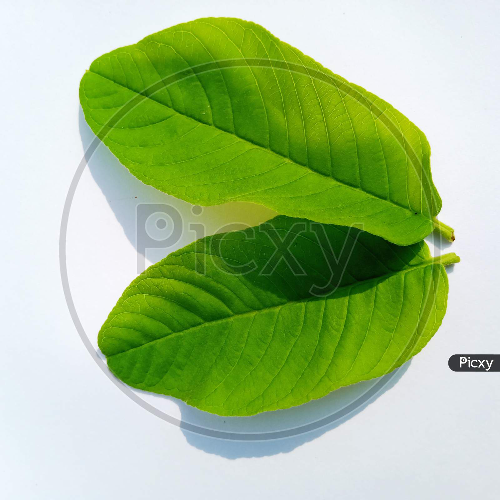 Guava leaf, Green guava leaf on white background