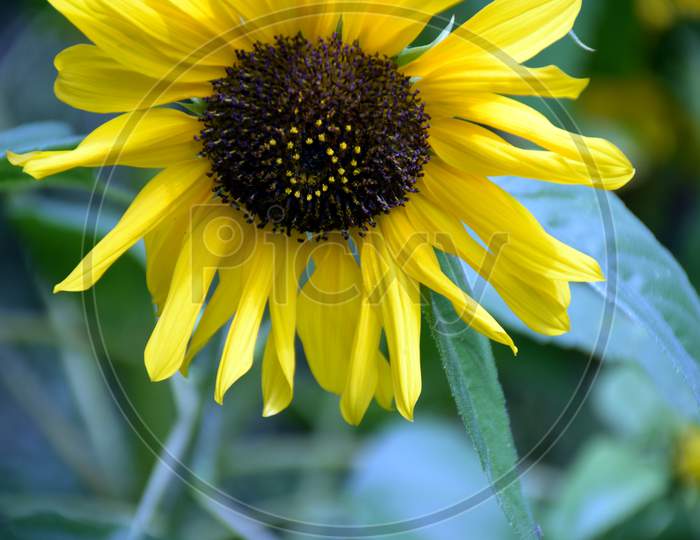 Picture Of Sunflower In Garden Uttarakhand