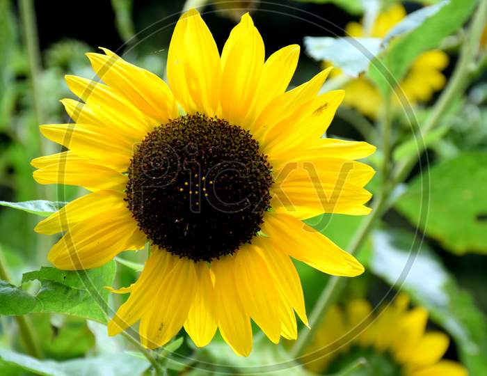 Close Up Picture Of Sunflower In Garden Uttarakhand India