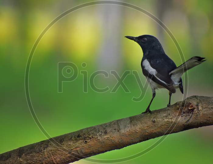 The magpie robin bird sitting on a branch of a tree.