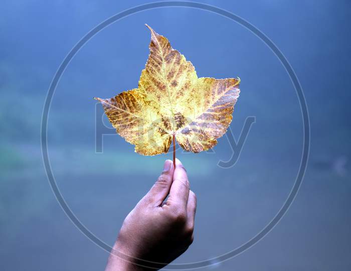 Beautiful Picture Of Man Hand And Leaf