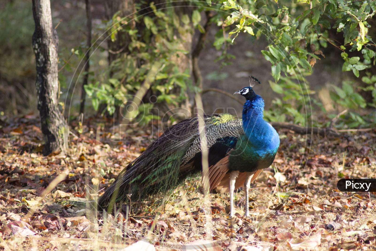 Indian Peacock on grass