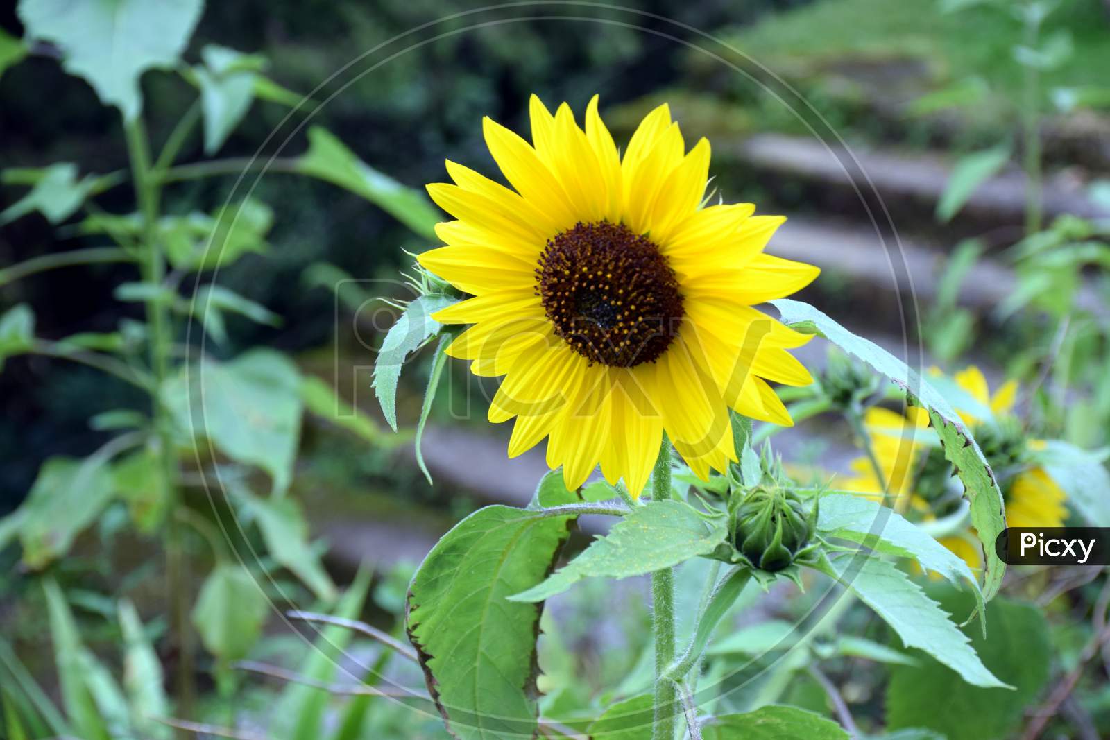 Close Up Picture Of Sunflower