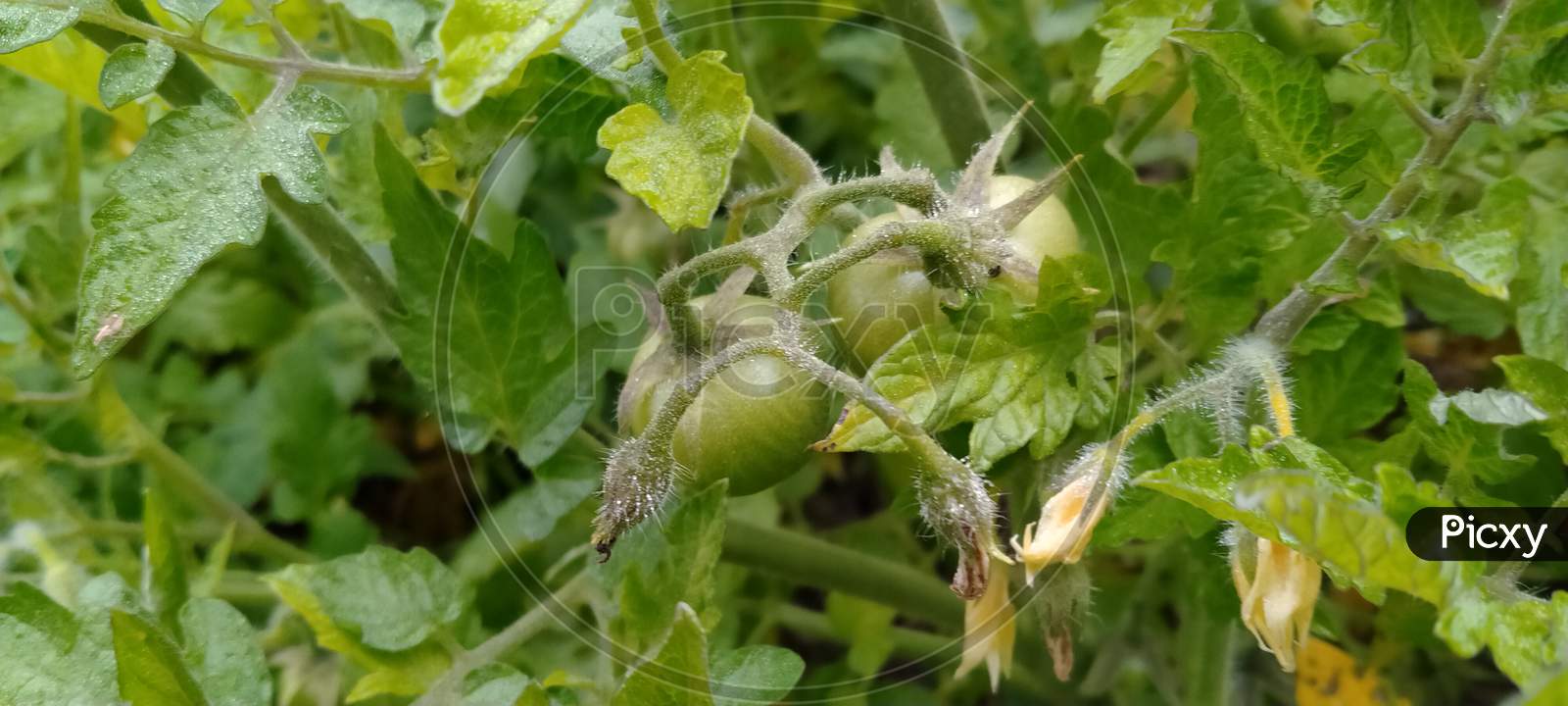 tomato with flowers