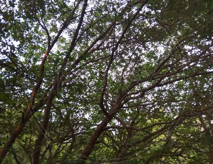 A huge fascinating tree view with wide branches