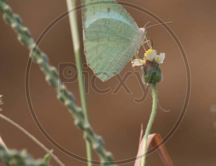 Catopsilia pyranthe butterfly on flower.