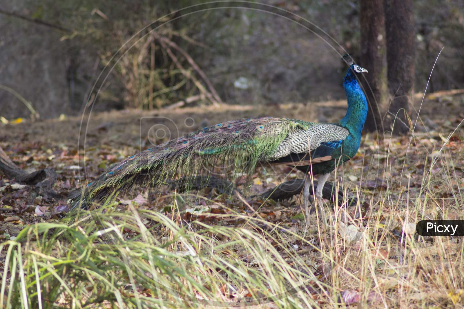 Peacock in India