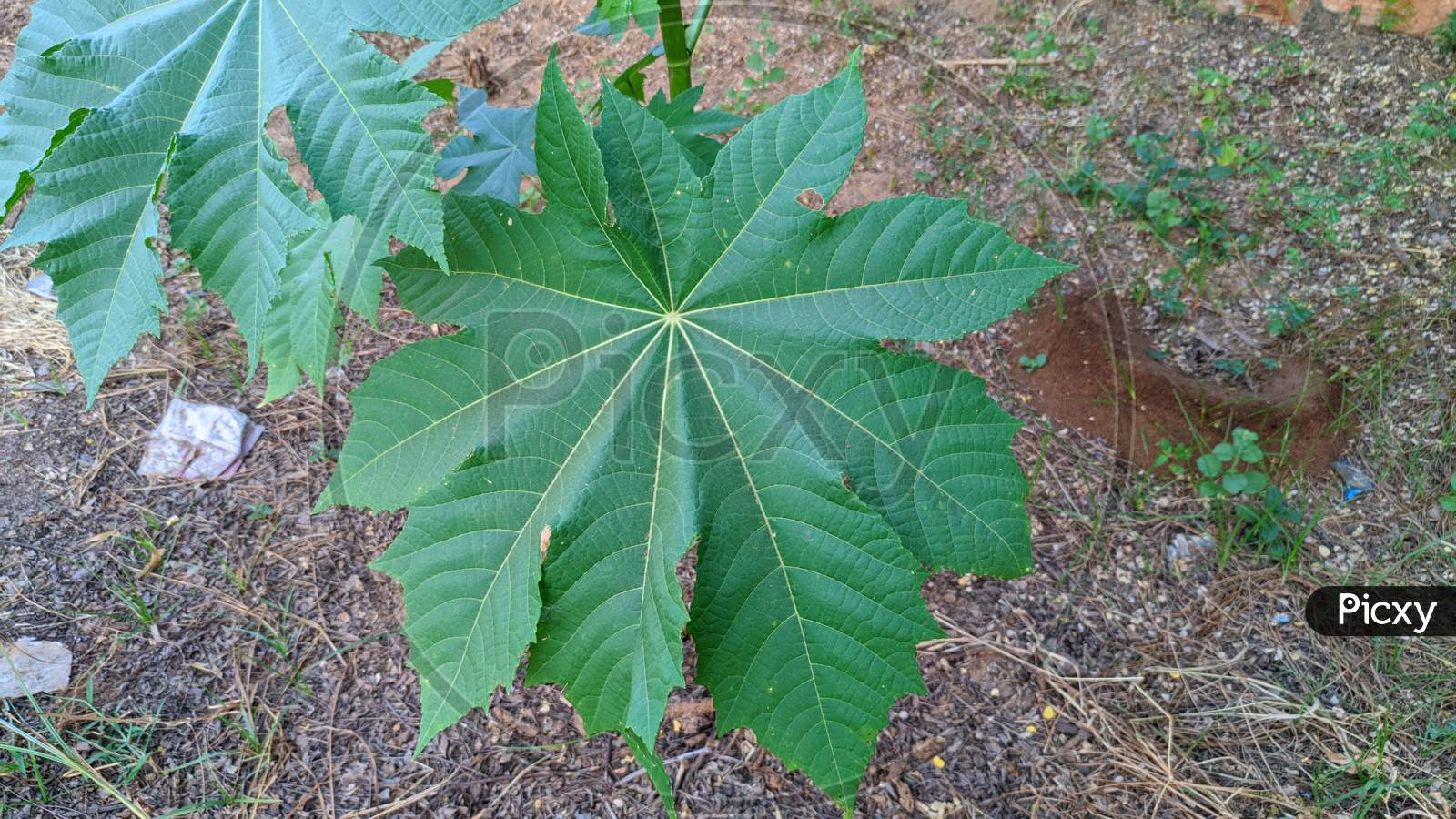 Castor Bean (Ricinus Communis) Decorative, Fast-Growing, Heat-Loving, Garden Plant With Large Leaves.