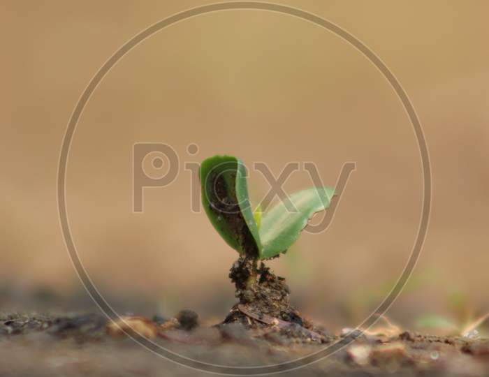 Plant micro photo