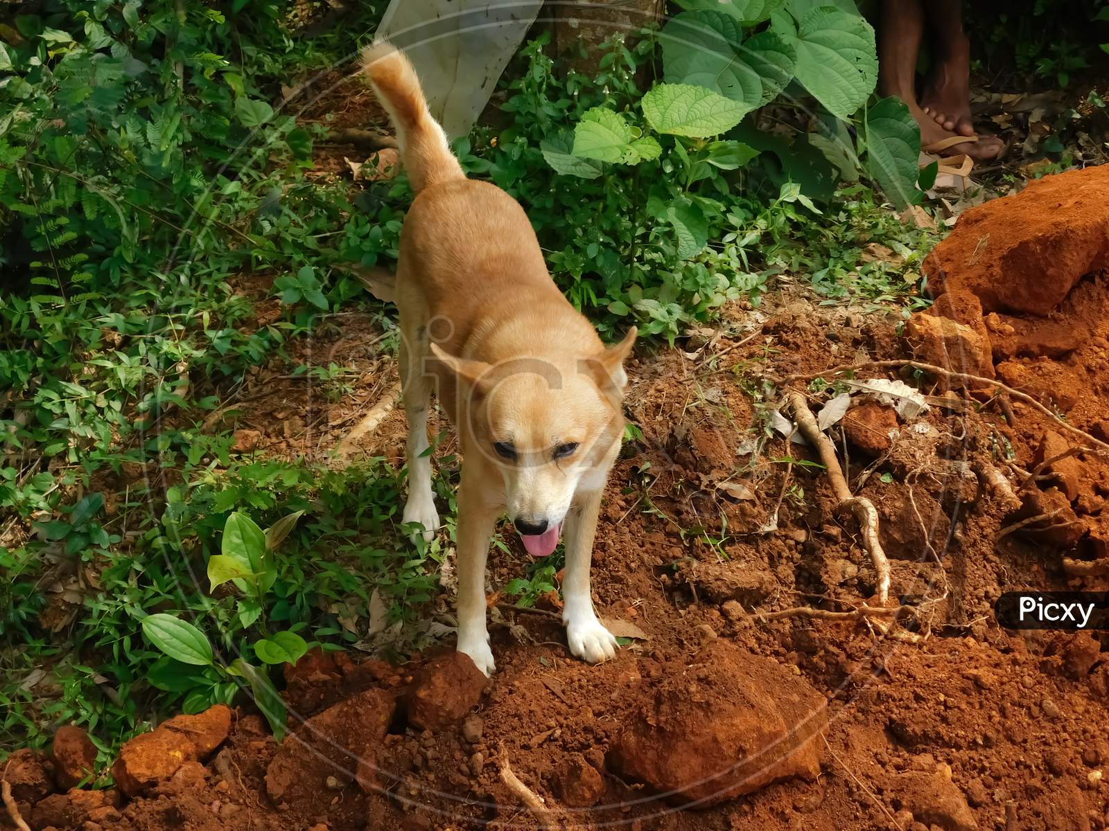 Closeup Of A Cute Brown Dog Stands Over The Soil
