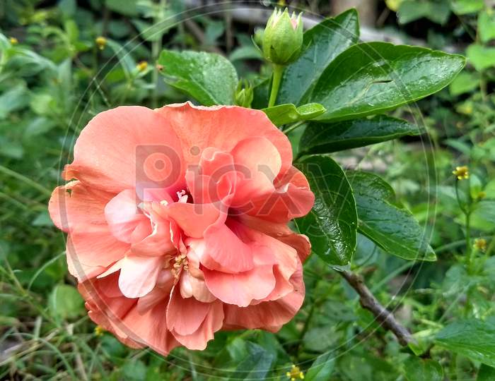 Orange color multi petal hibiscus flower