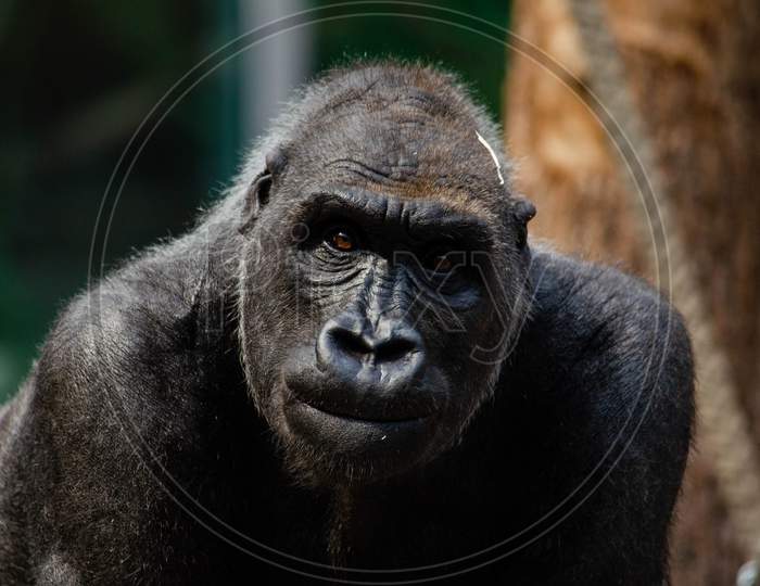 gorila photo