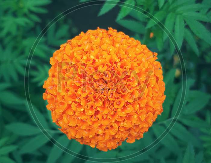 Marigold Yellow Flower Green Background