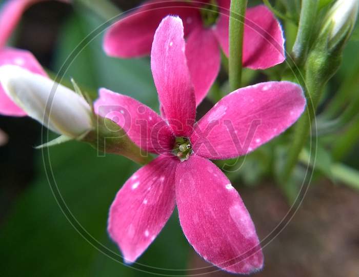 Beautiful rangoon creeper flowers
