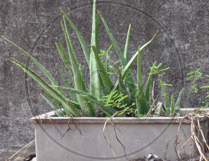 Home grown Aloe vera plant