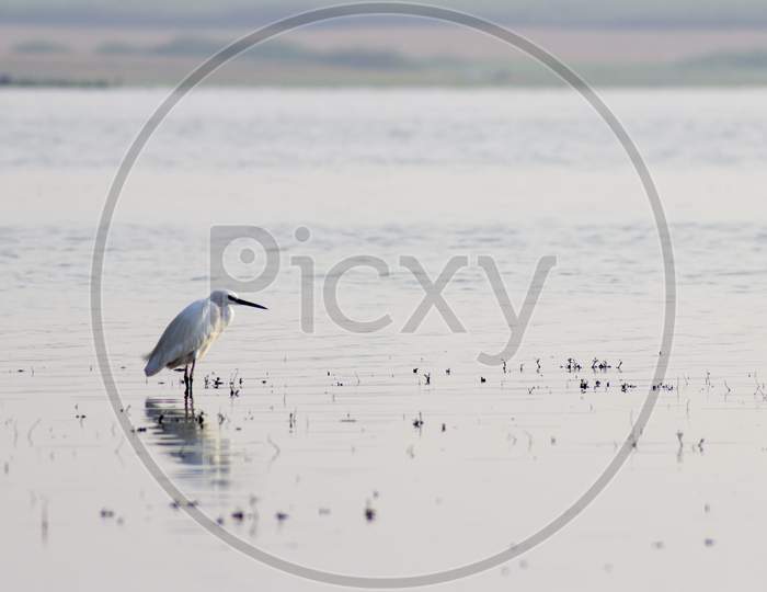 great blue heron in water