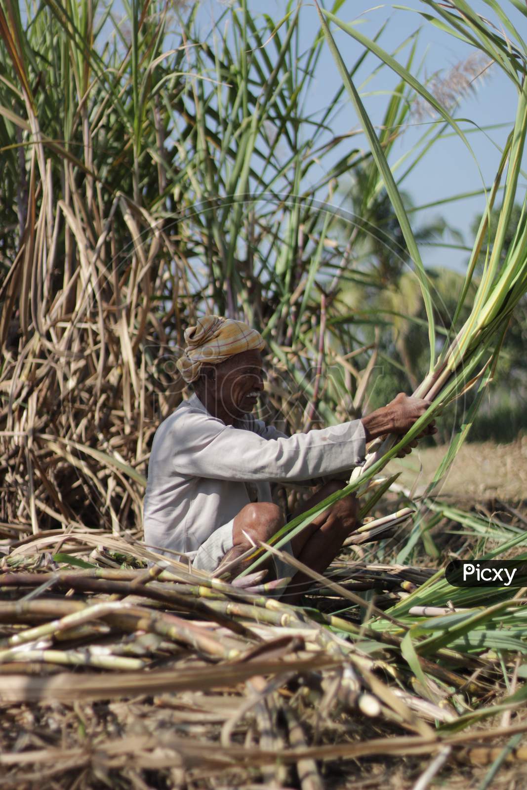 farmer working in sugarcane farm binding roll of sugarcane
