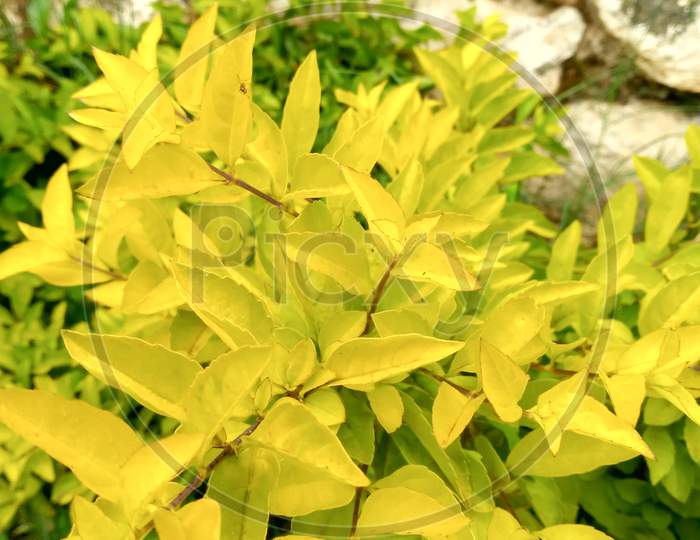 beautiful yellow leaf plant in garden