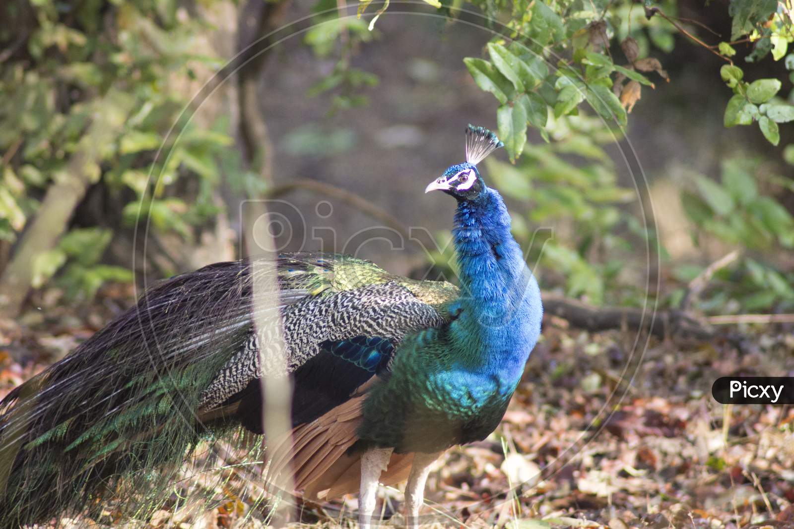 Indian Peacock in Wild