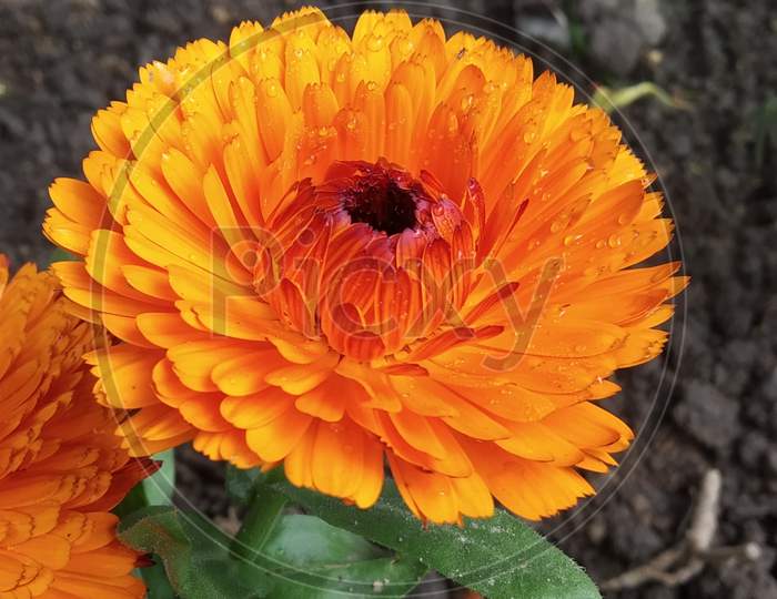orange clendula flower