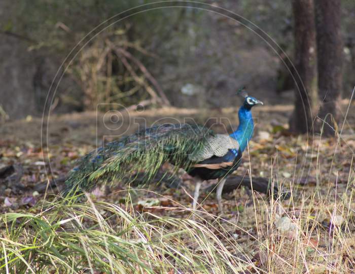 Indian Peacock in forest
