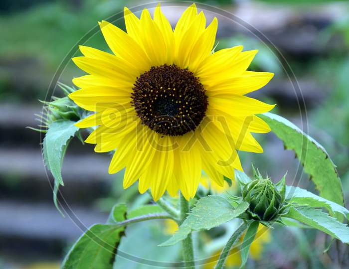 Beautiful Picture Of Yellow Sunflower