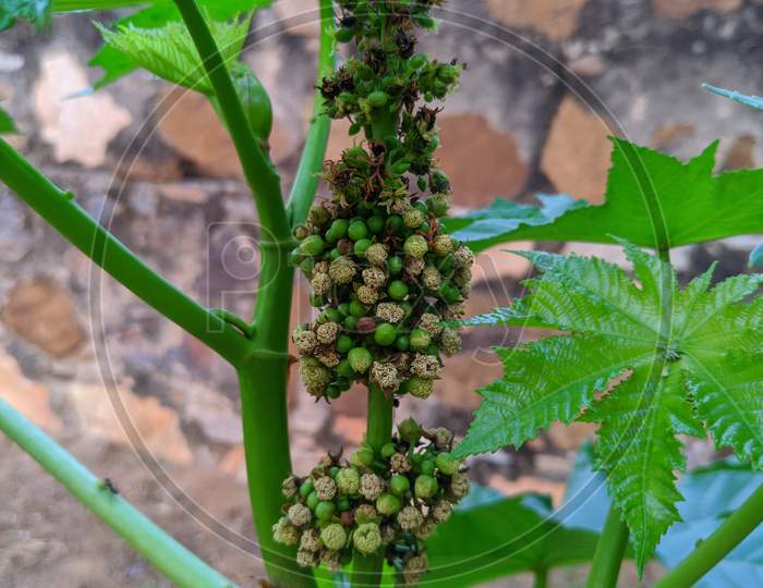 Botanical Image Of Castor Bean, Ricinus Communis, Decorative, Fast-Growing, Heat-Loving, Garden Plant With Large Leaves. Castor Bean (Ricinus Communis)Plant In The Florida Everglades.