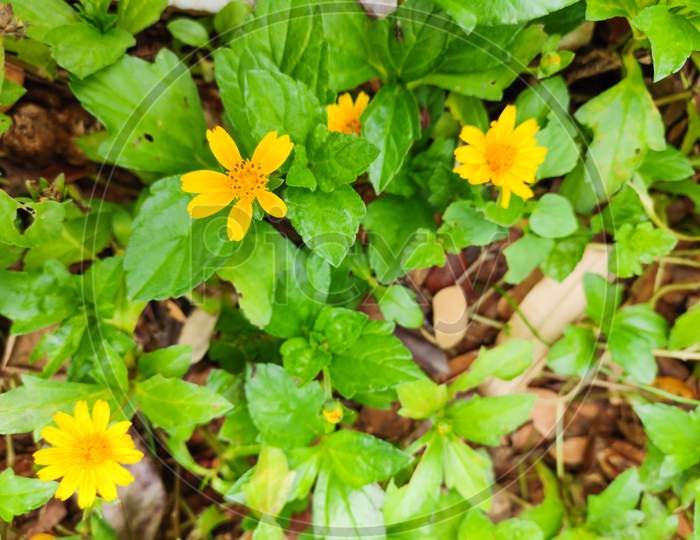colorful yellow flowers over a green background of leaves (selective focus)