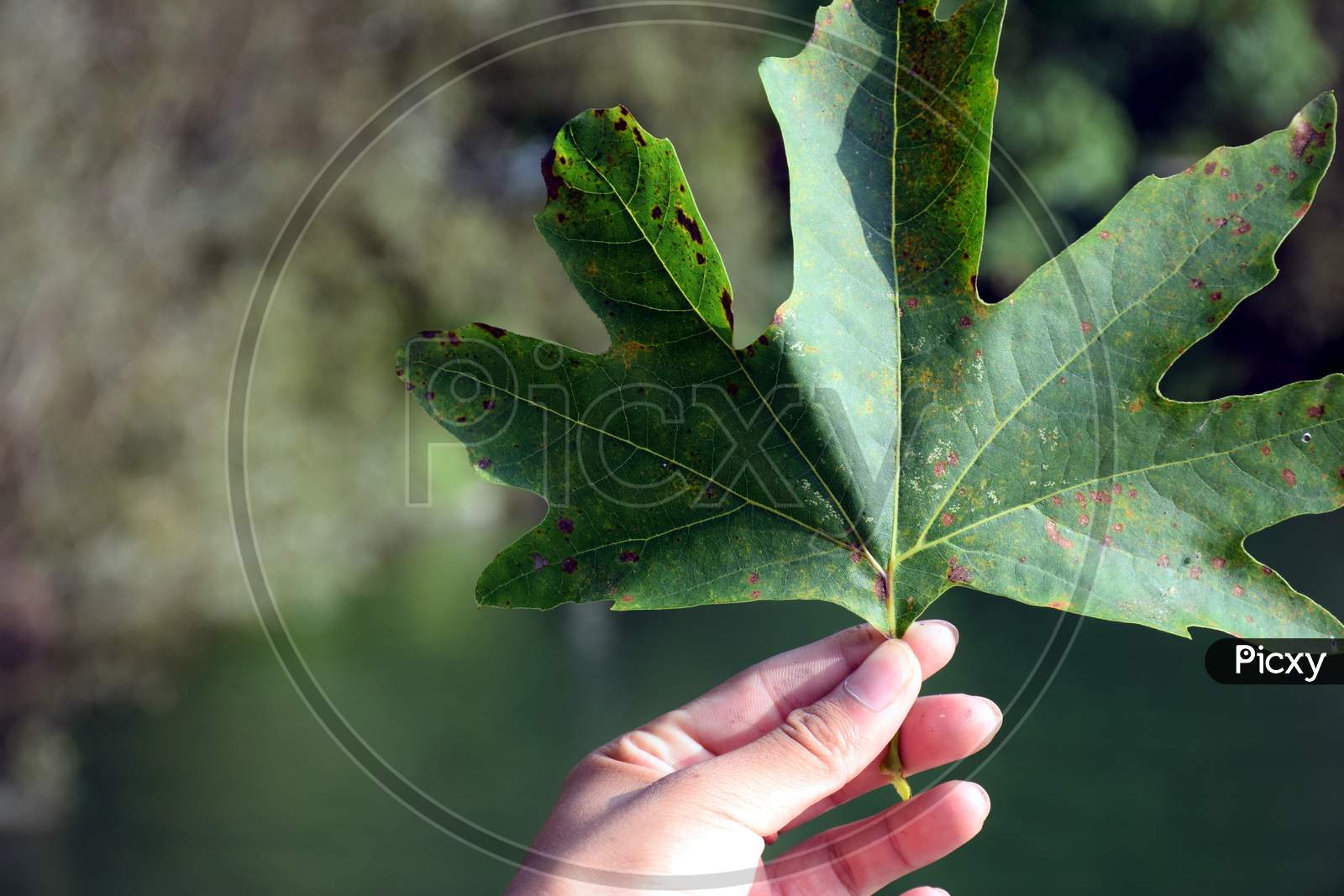 Beautiful Picture Of Green Big Leaf In Hand