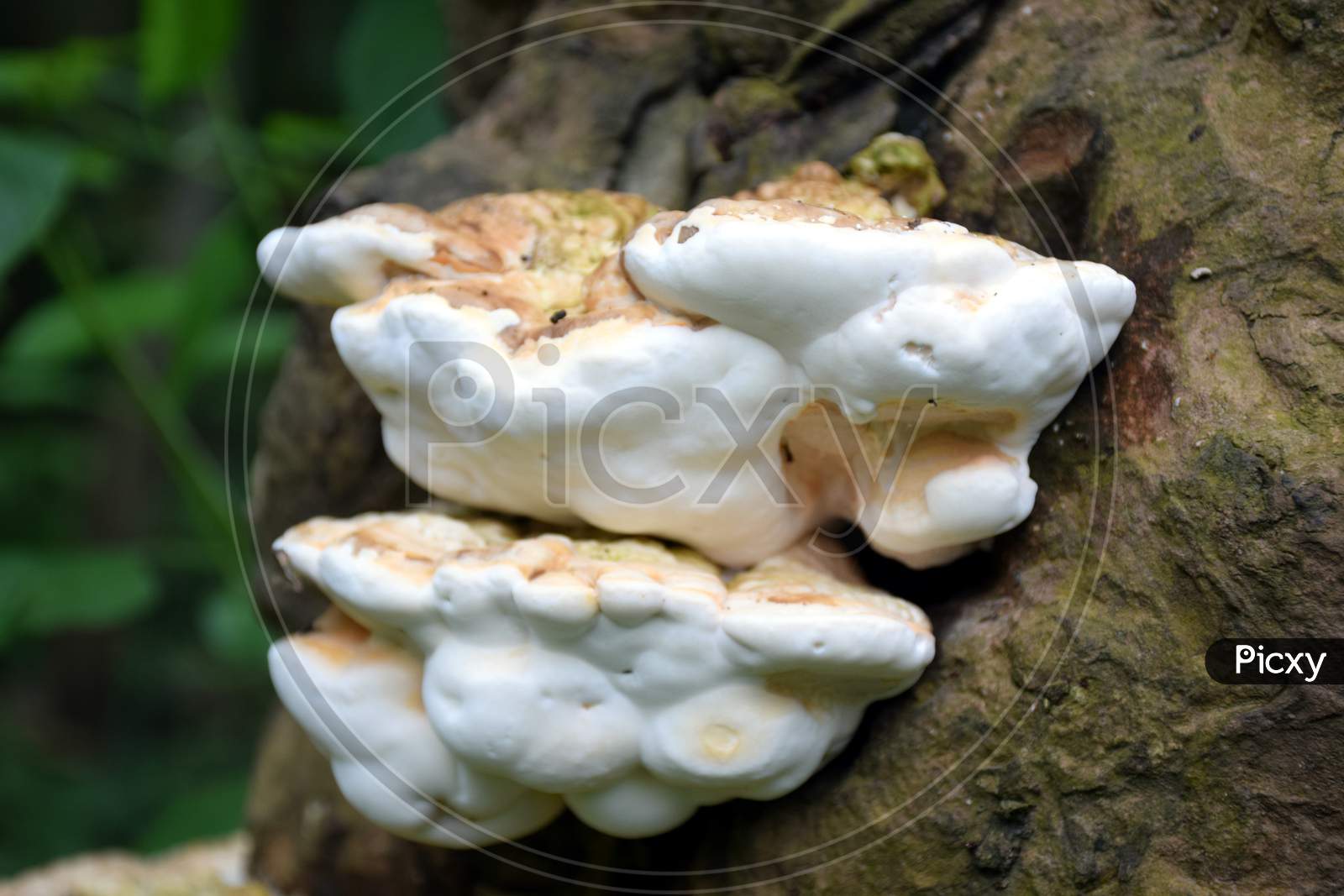 Beautiful Picture Of Wild Mushroom In Tree