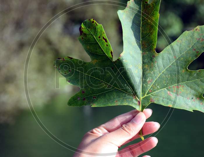 Beautiful Picture Of Green Big Leaf In Hand