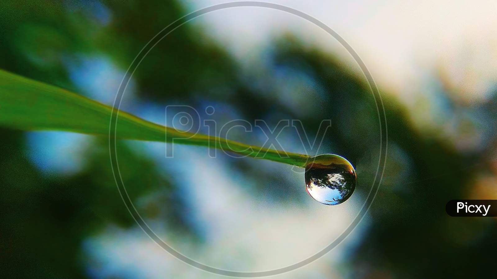 Dew drop on bamboo leaf grass atorning