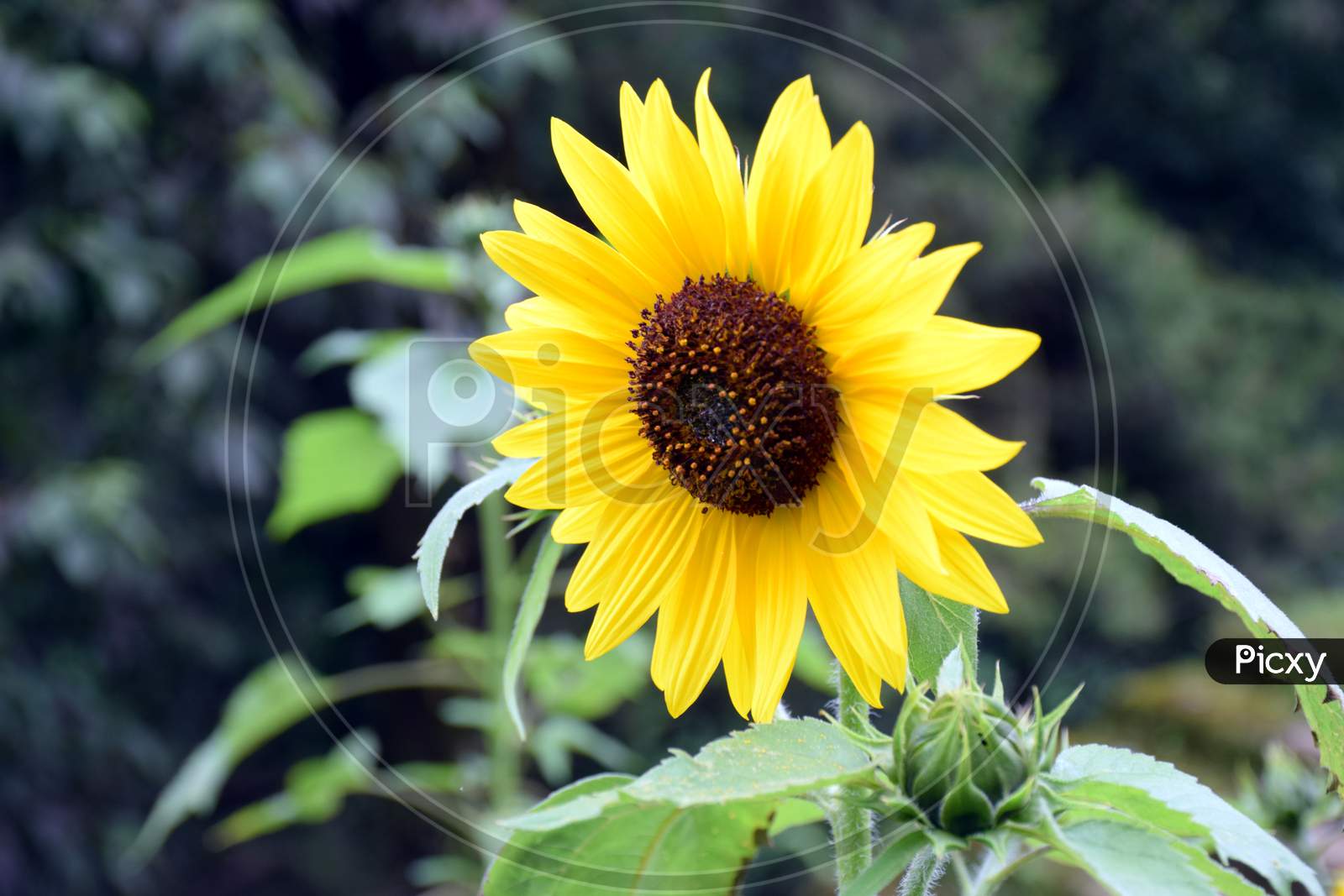 Close Up Picture Of Sunflower In Garden