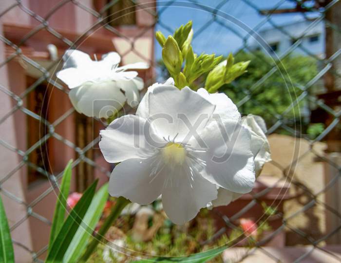 White flower macro focused
