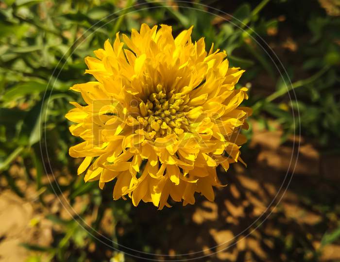 Beautiful yellow dandelion flower