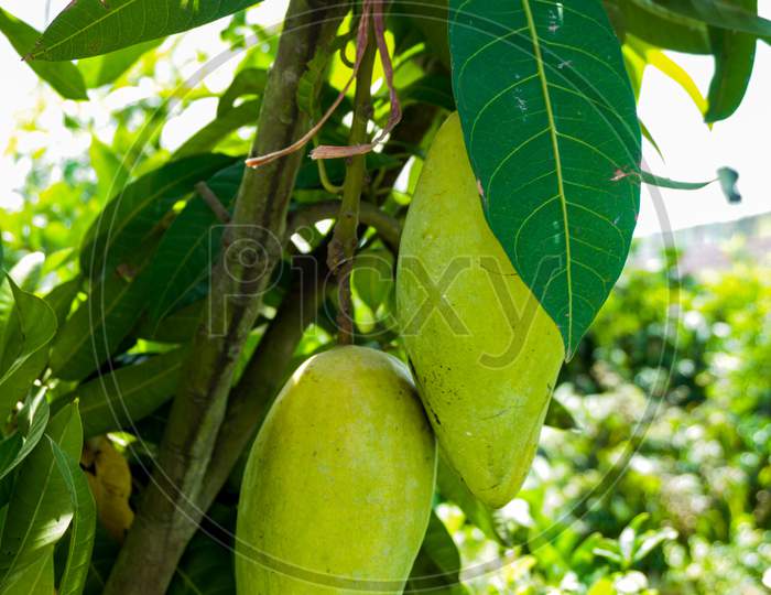 In The Garden Two Large Mango Trees. Hanging Mangoes Are Enhancing The Beauty Of The Garden.