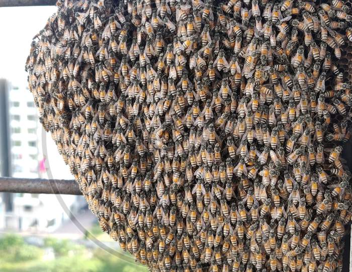 Indian Honey Bee Honey Bee