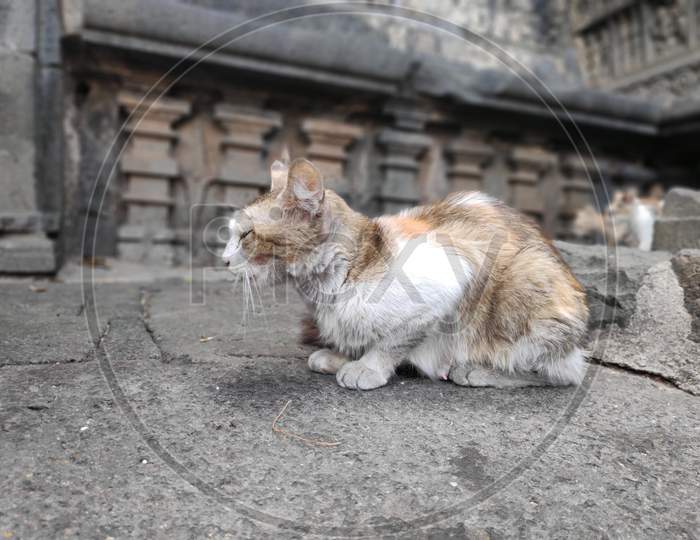 Stray Abandoned Red Grey Cat With Eyes Shut In Temple