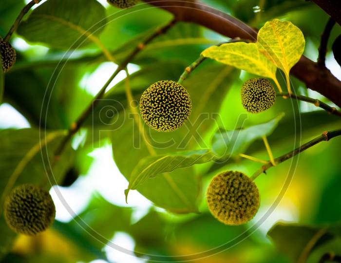 Close View Of Anthocephalus Indicus, Also Known As Burflower Tree,