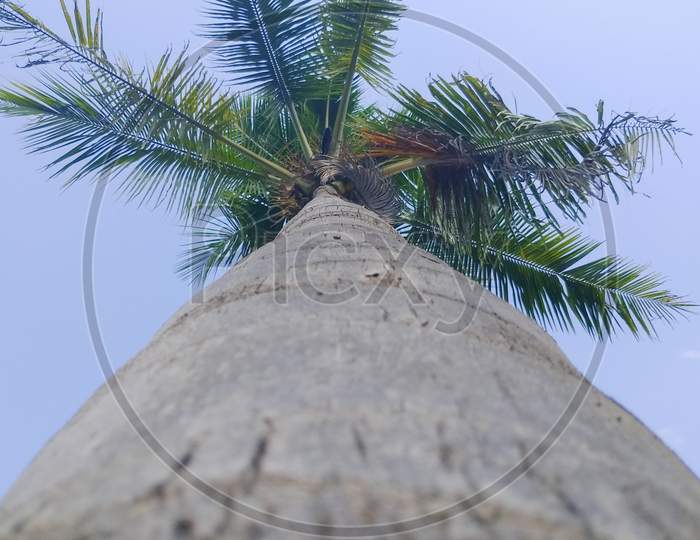 Coconut tree 🥥