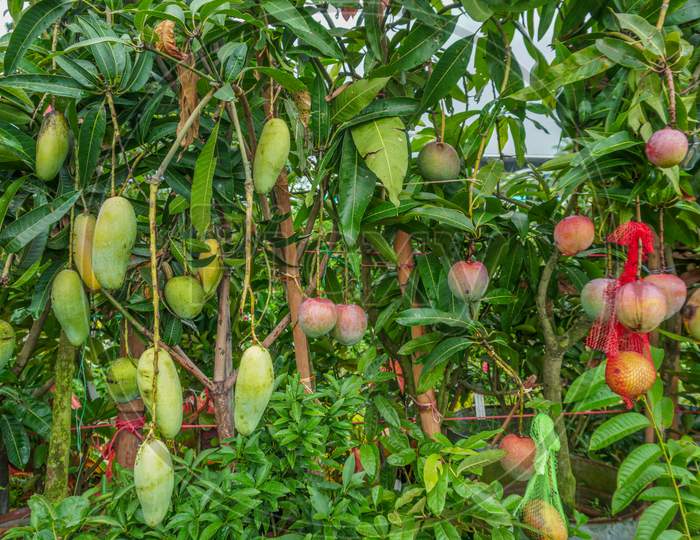A Beautiful Mango Hanging On The Mango Tree. This Is A Delicious Fruit. Mango Is Very Dear To All The People Of The World.