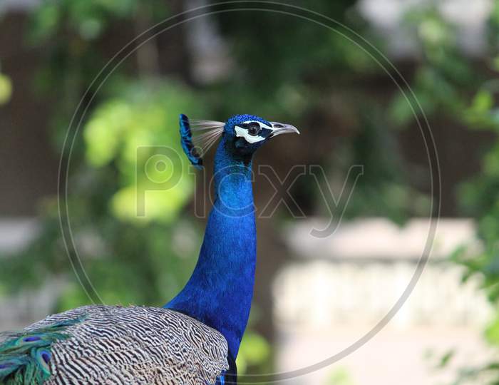 peacock indian national bird