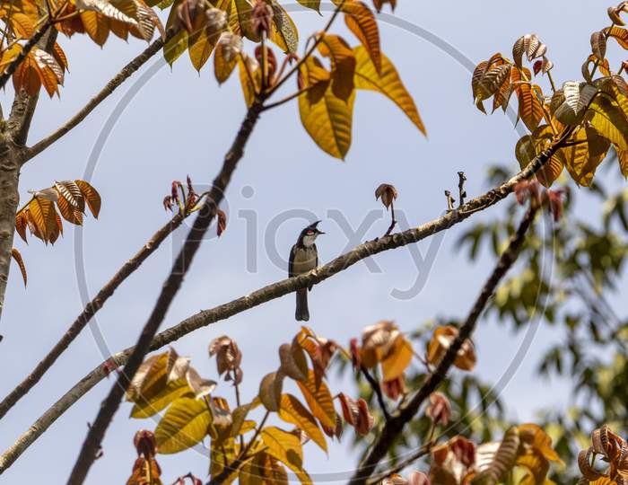 Red whiskered bulbul in Autumn