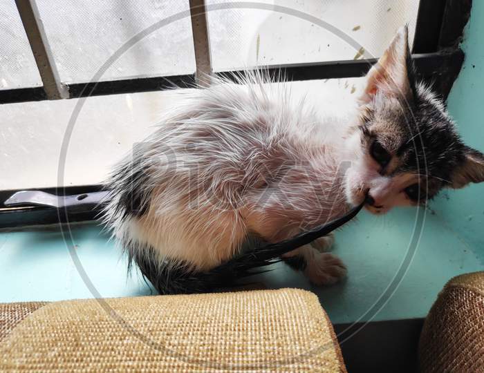 Small Kitten After Bath In Window With Wet Hairs
