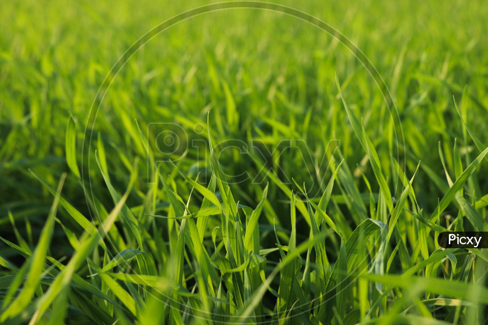 Green Grass Background Free Stock Photo